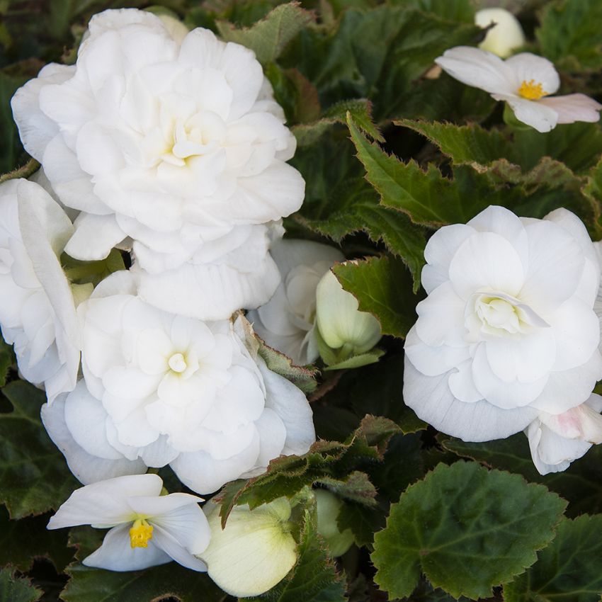 Knollenbegonien F1 'Fortune White'