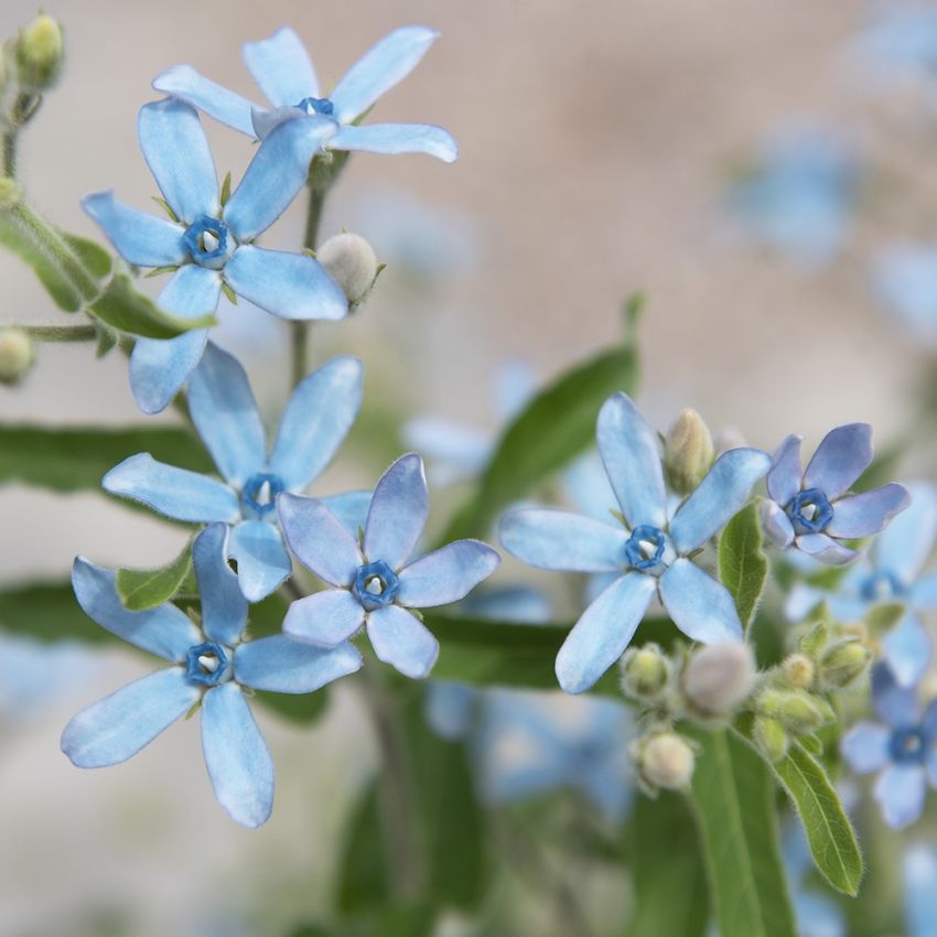 Himmelblauer Südstern