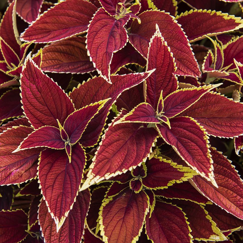 Buntnessel 'Premium Sun Ruby Heart'