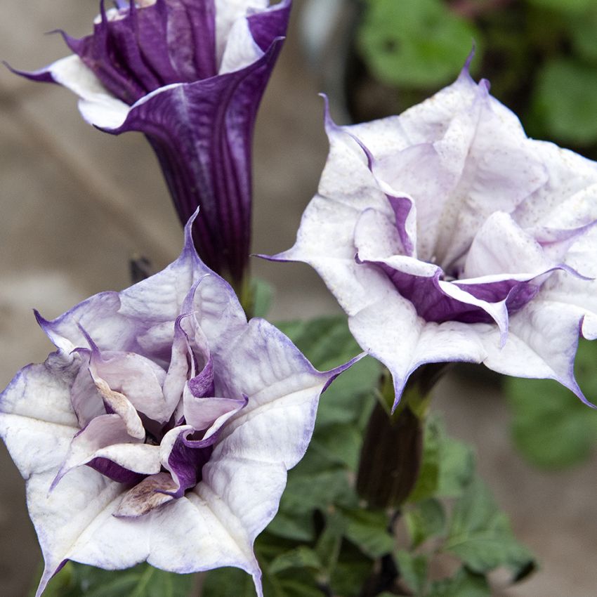 Stechapfel 'Double Purple'