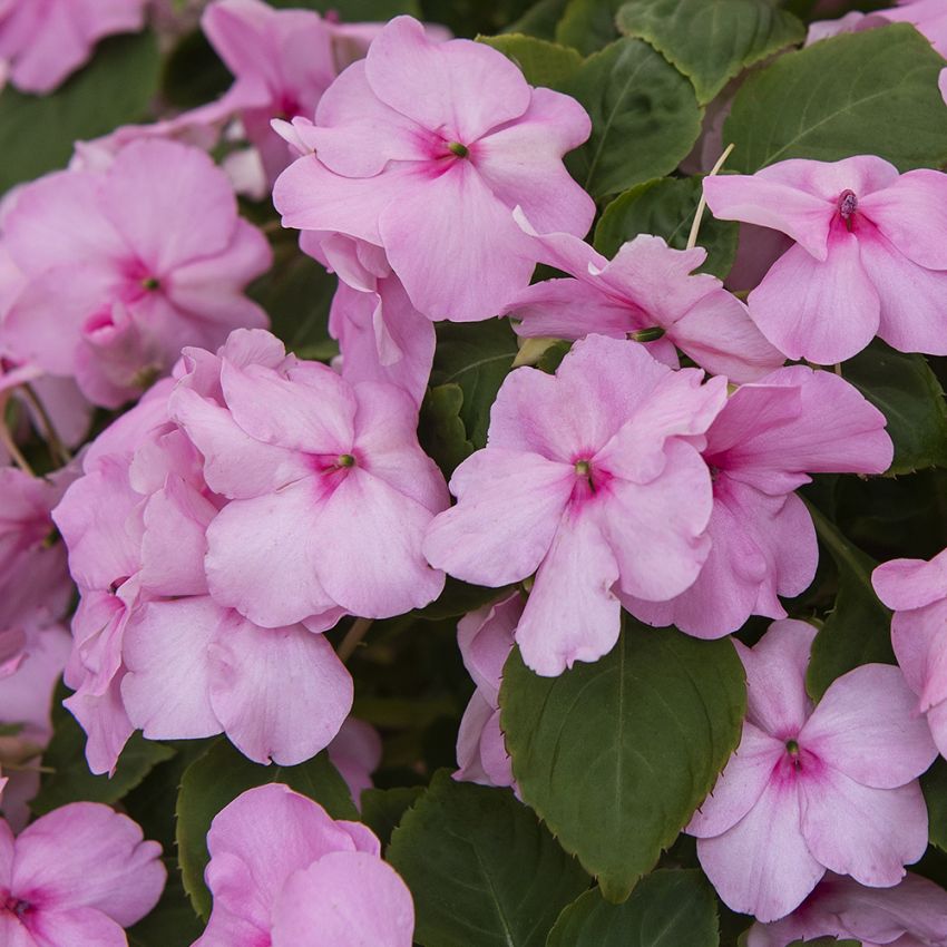 Fleißiges Lieschen ’Lollipop Pink Lemonade'