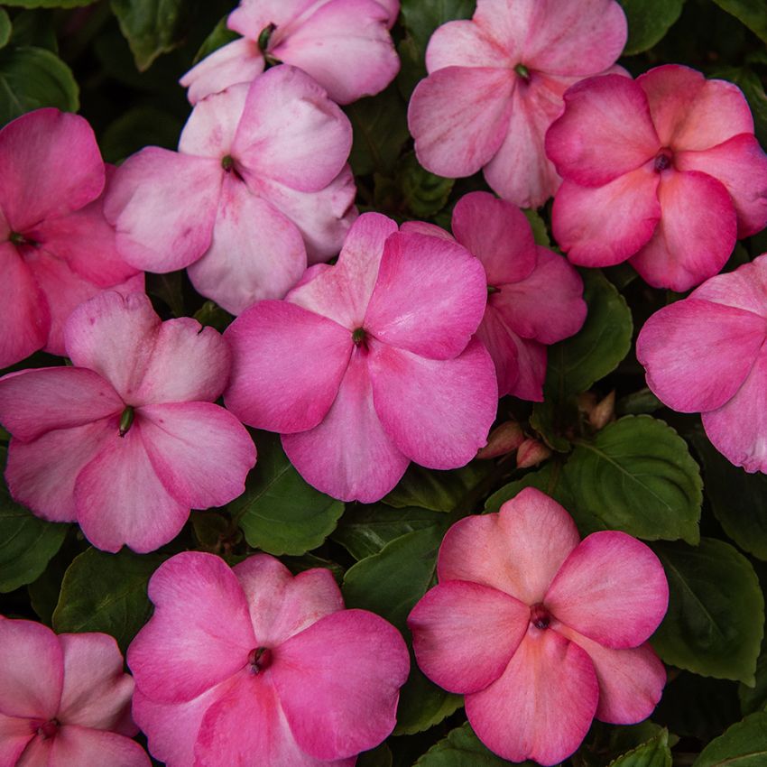 Fleißiges Lieschen 'Balance Rose Picotee'