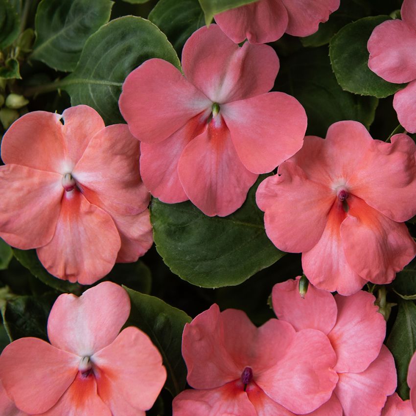 Fleißiges Lieschen 'Balance Coral’