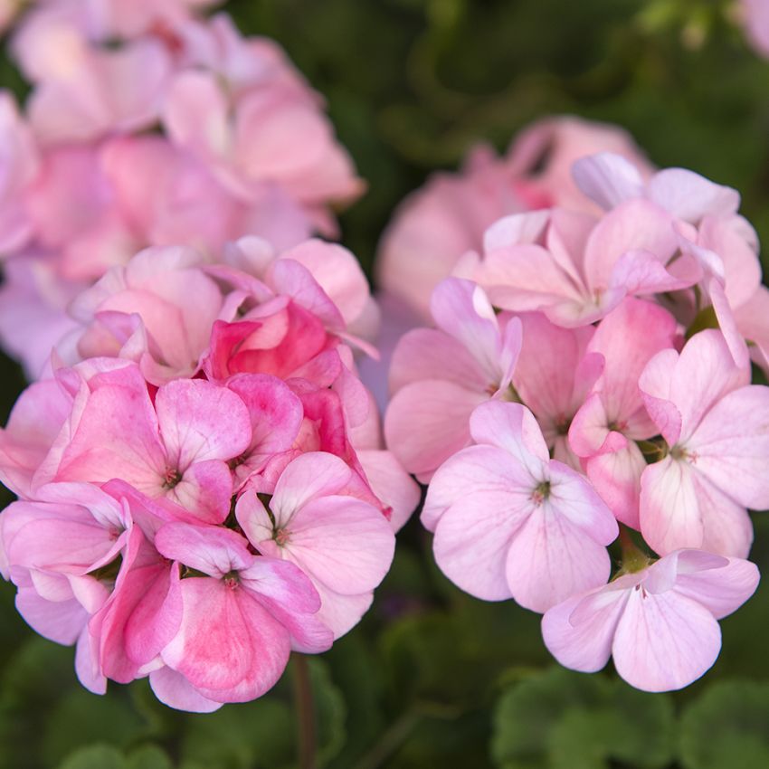 Geranie 'Apache Appleblossom'