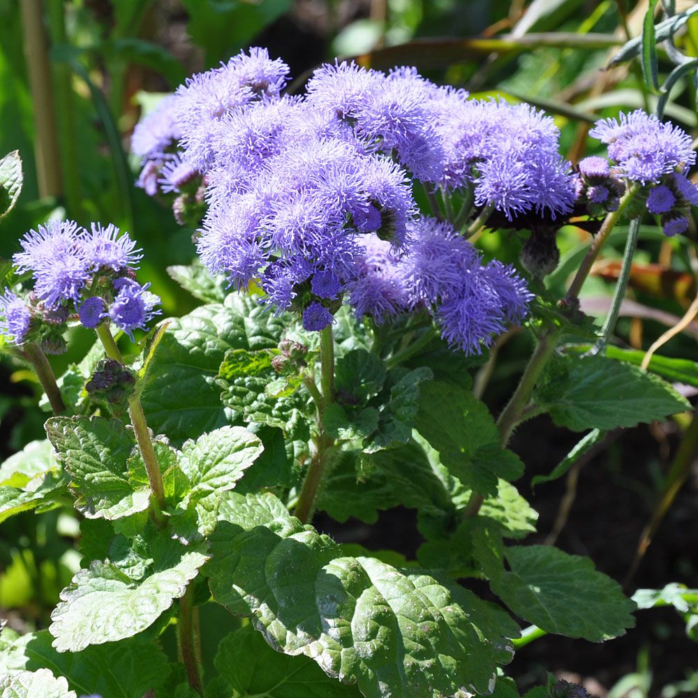 Leberbalsam 'Blue Mink'