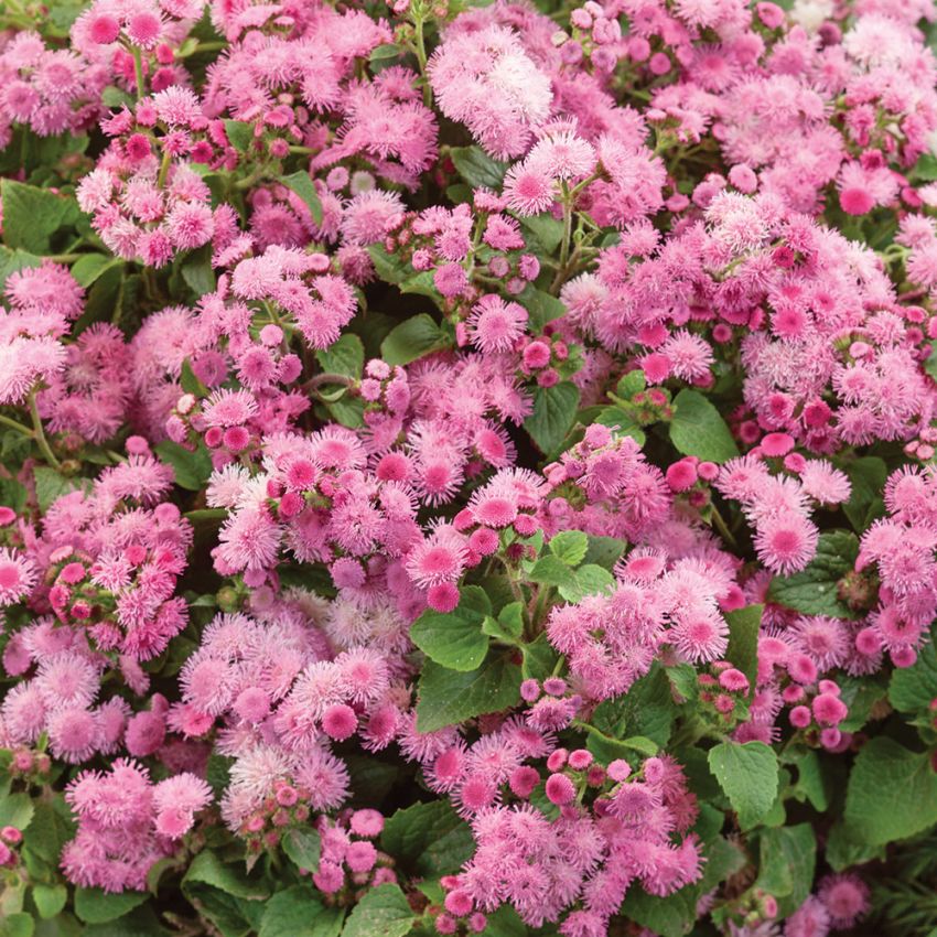 Leberbalsam 'Pink Ball'