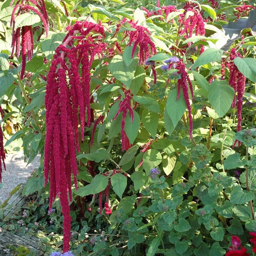 Amarant Roter Fuchsschwanz 'Red Tails'