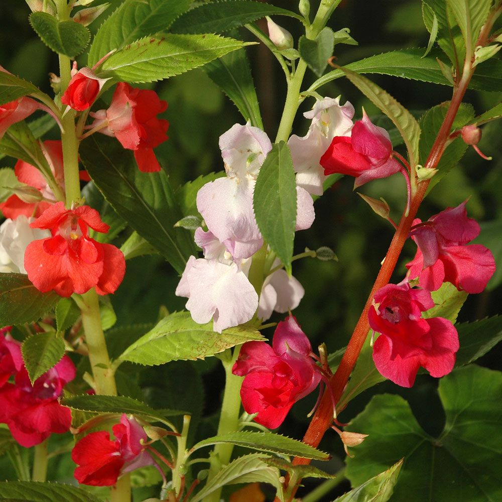 Garten-Balsamine