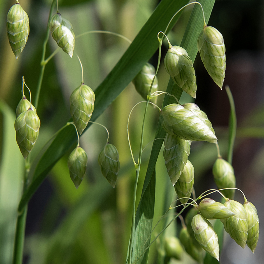 Italienisches Zittergras in der Gruppe Samen / Einjährige Blumen bei Impecta Fröhandel (2050)