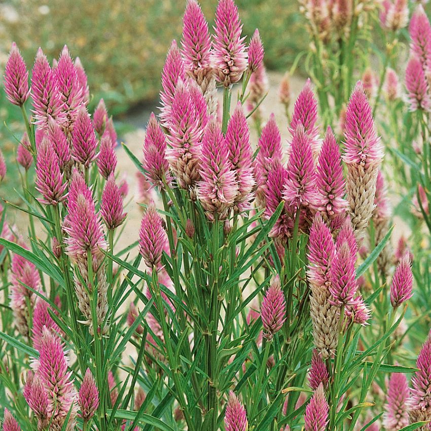 Federbusch 'Flamingo Feather'