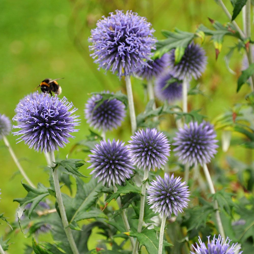 Kugeldistel