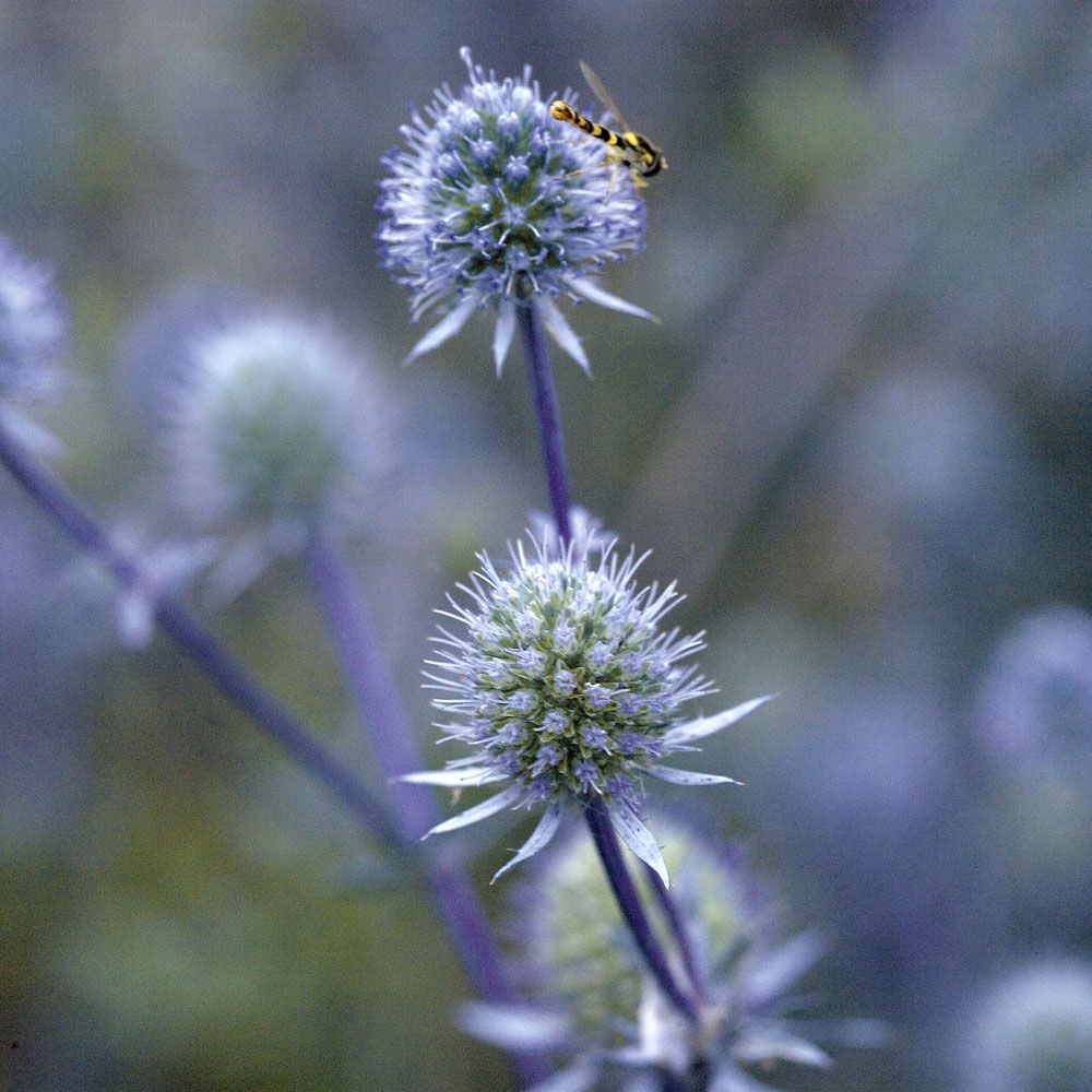 Flachblatt-Mannstreu 'Blue Glitter'