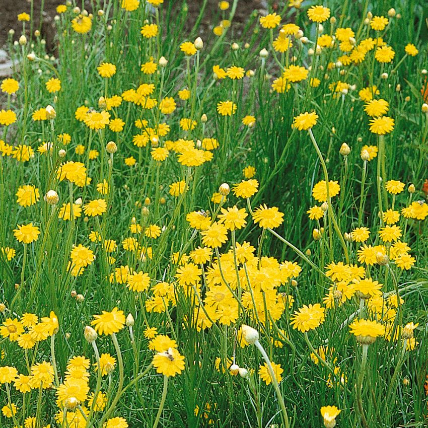 Schoenia filifolia ’Golden Sun'