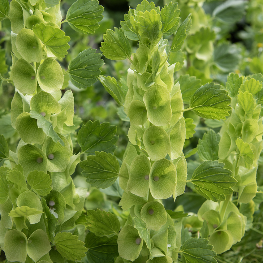 Muschelblume in der Gruppe Samen / Einjährige Blumen bei Impecta Fröhandel (2260)