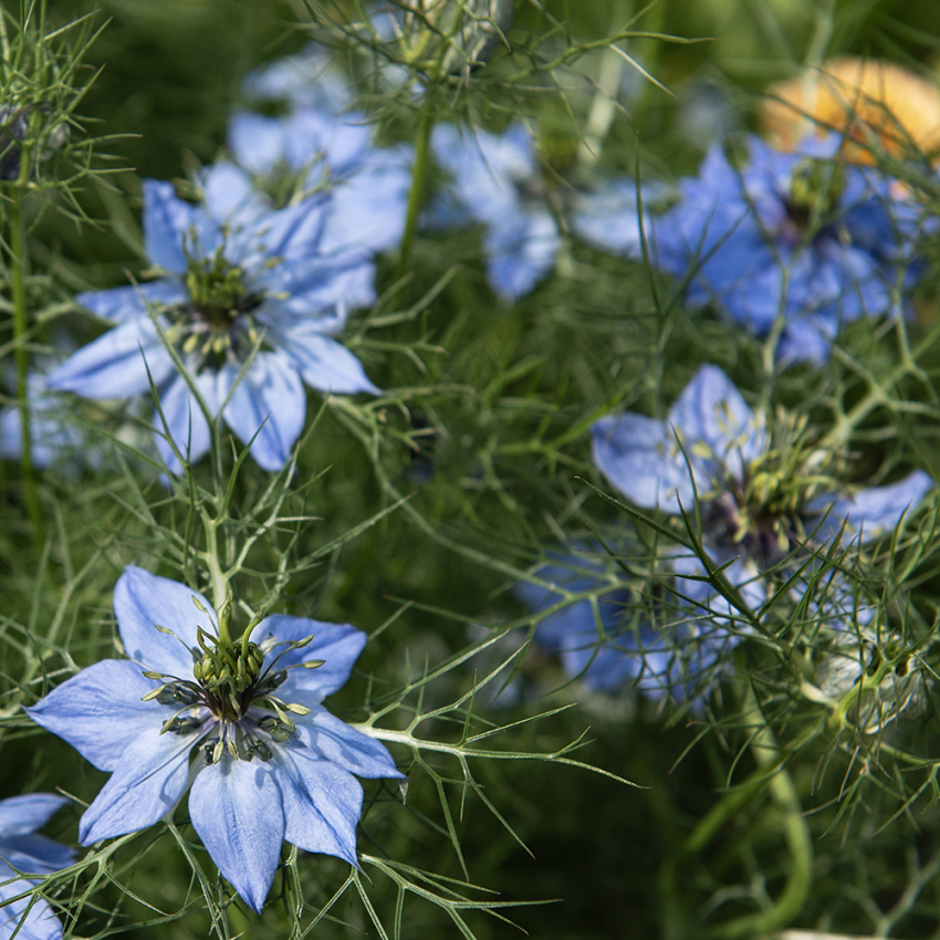 Jungfer im Grünen 'Miss Jekyll'