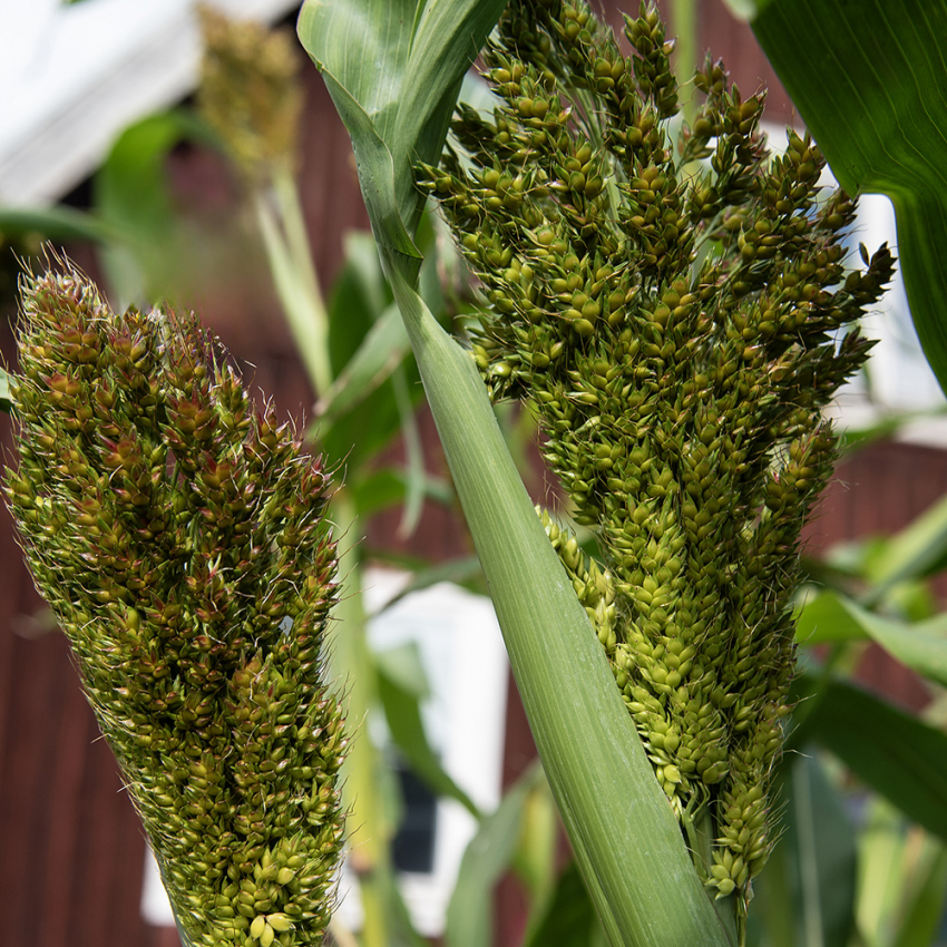 Sorghumhirse 'Nigrum' in der Gruppe Samen / Einjährige Blumen bei Impecta Fröhandel (2357)