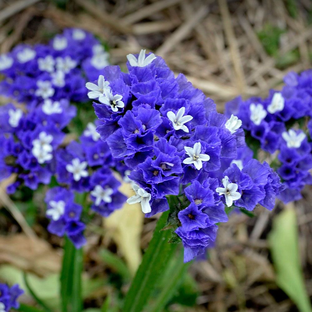 Geflügelter Strandflieder 'Heavenly Blue'