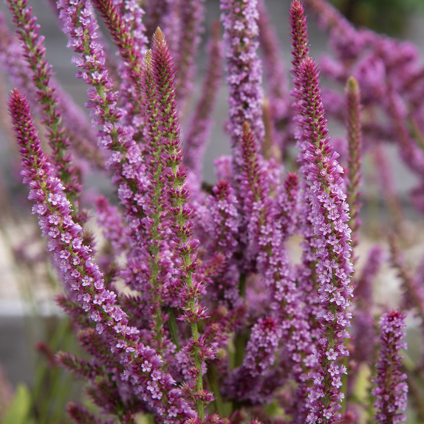 Russische Statice in der Gruppe Samen / Einjährige Blumen bei Impecta Fröhandel (2375)