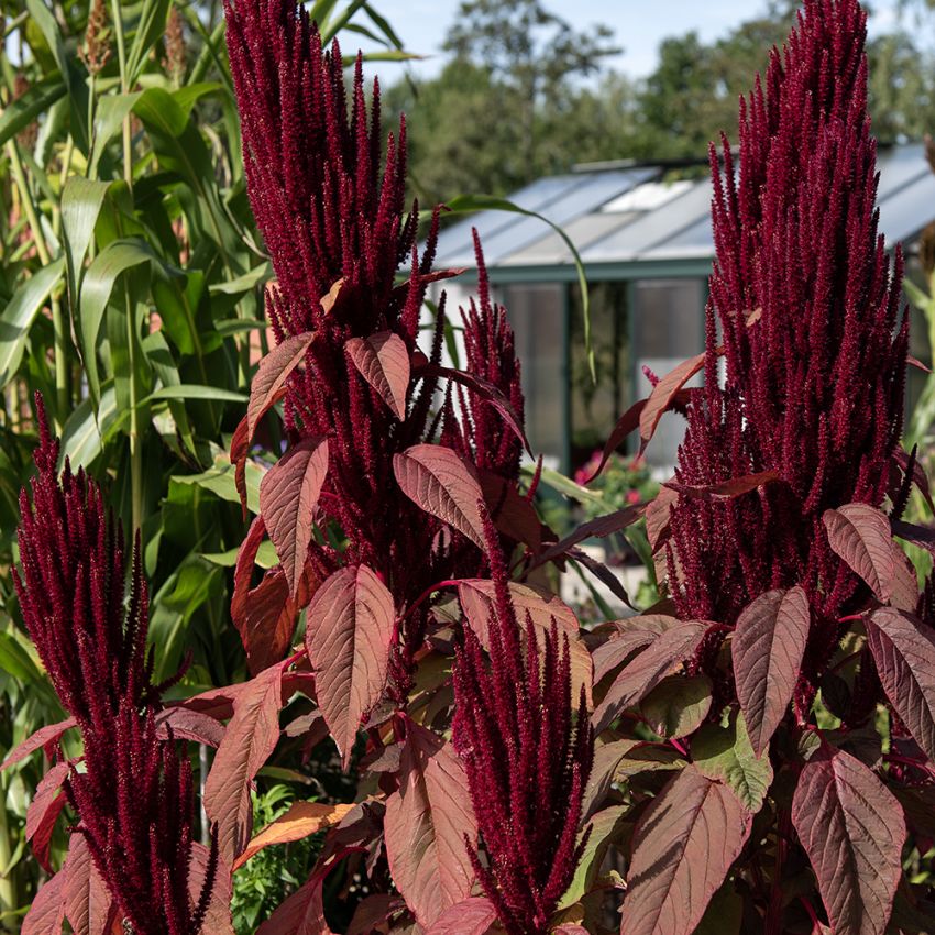 Amarant Fuchsschwanz  'Oeschberg'