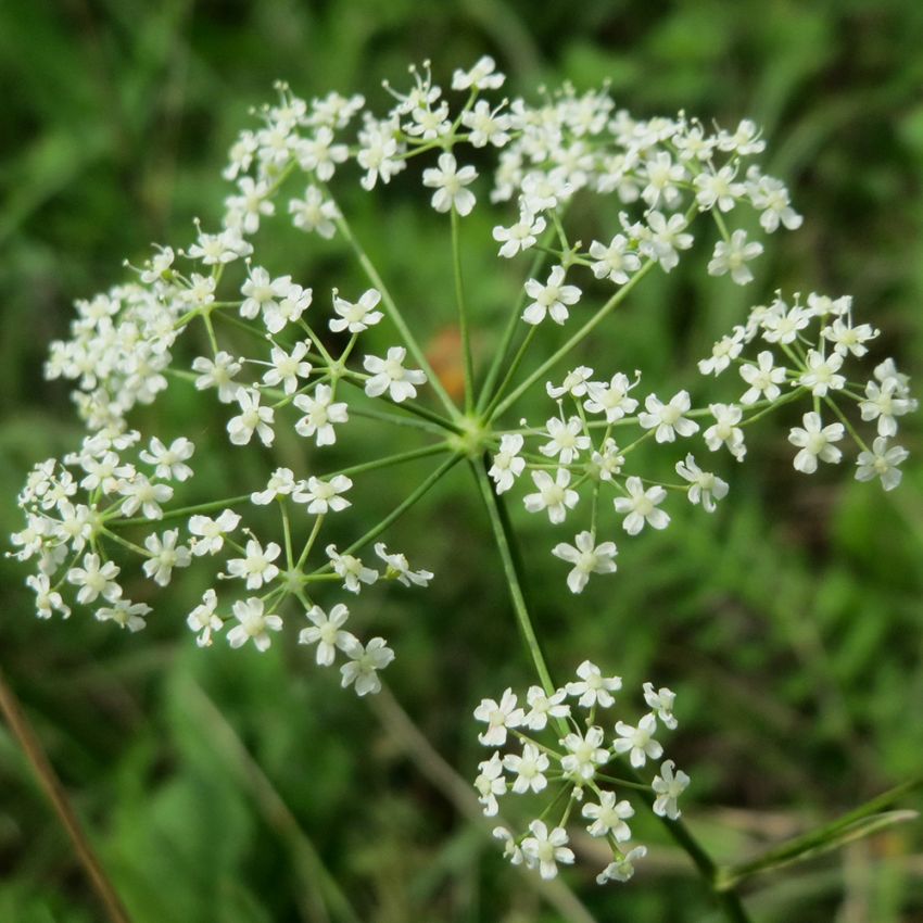 Kleine Pimpinelle