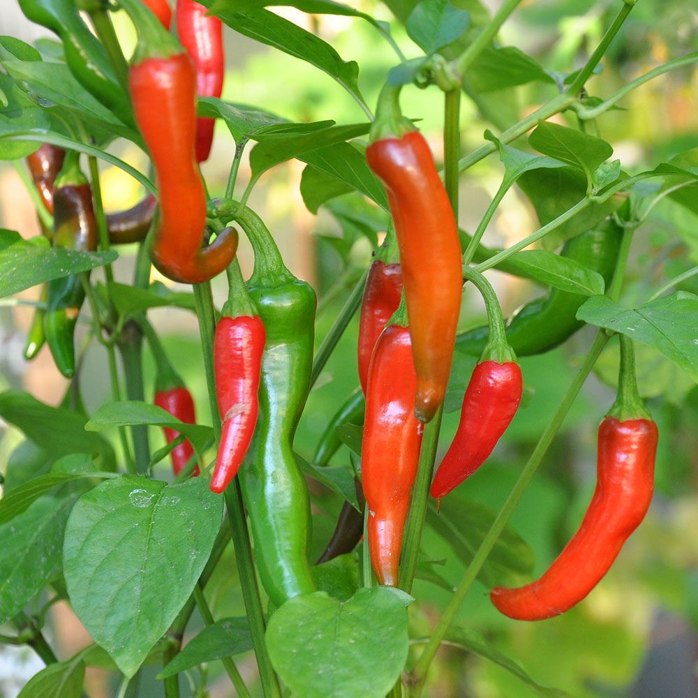 Chili 'De Cayenne'