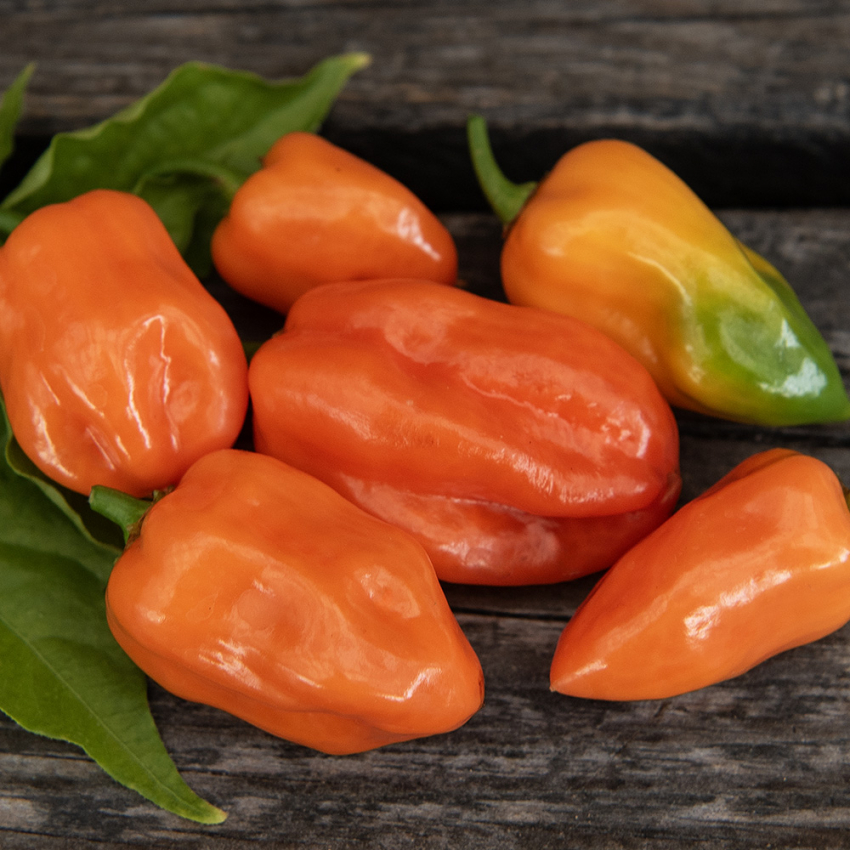 Chili 'Habanero Orange'