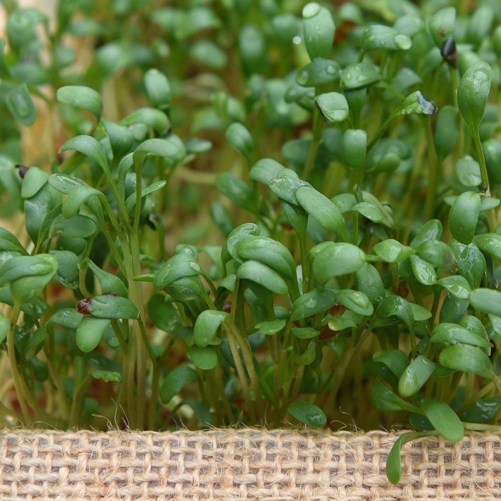 Großblättrige Kresse 'Broadleaved'