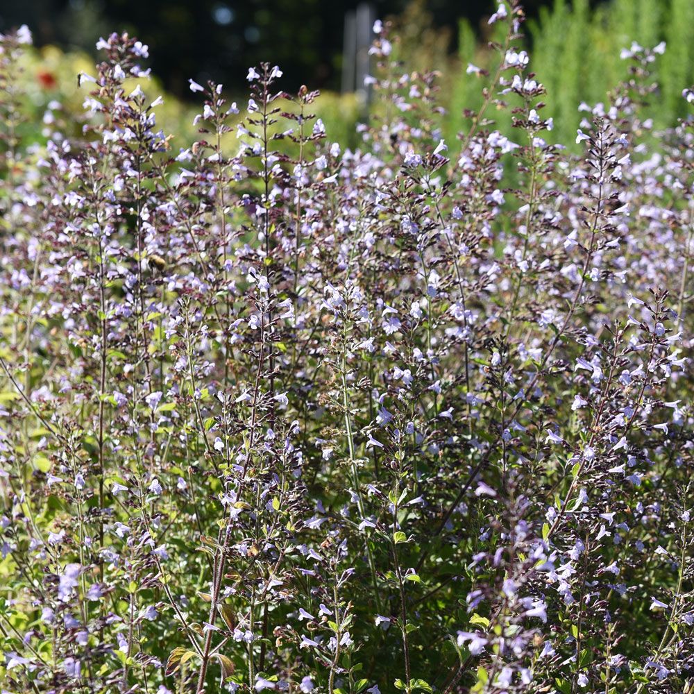 Kleinblütige Bergminze