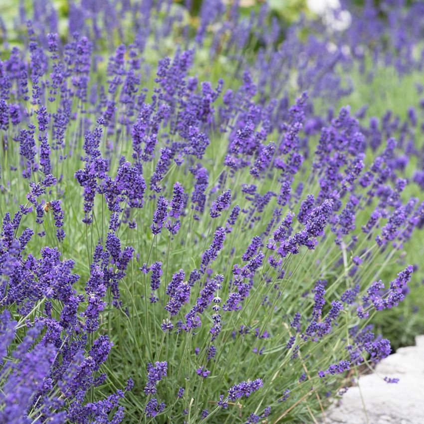 Lavendel