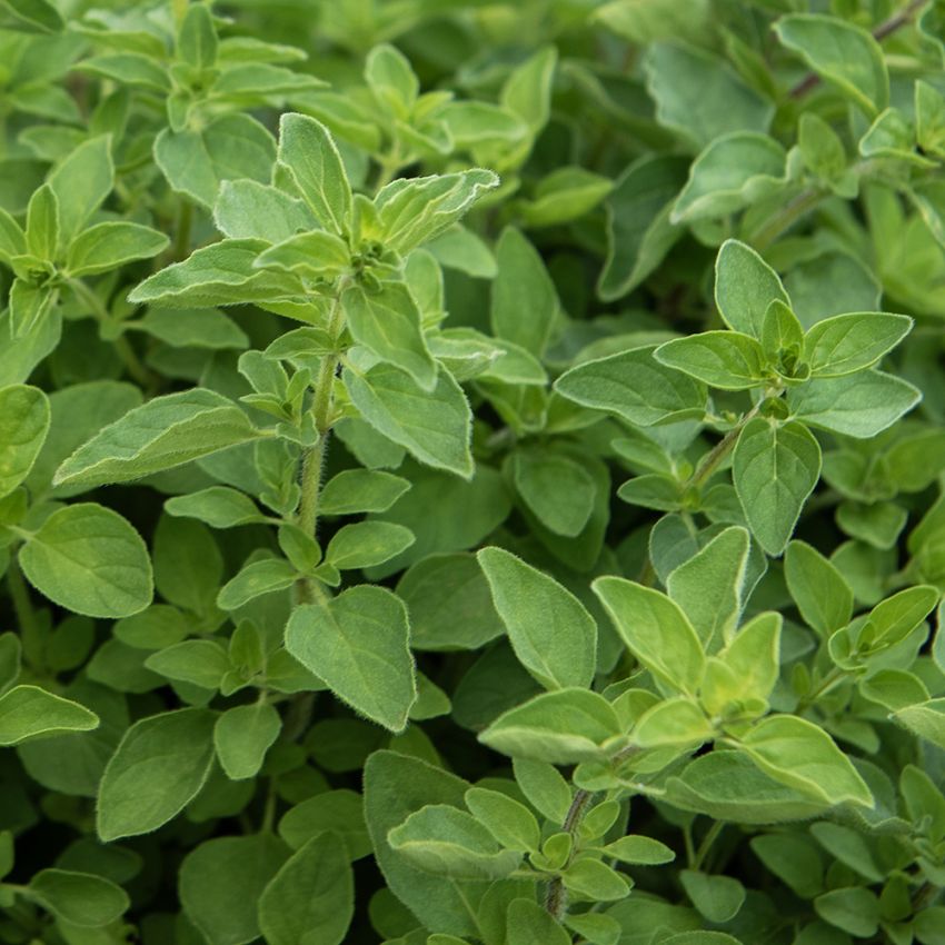 Griechischer Oregano