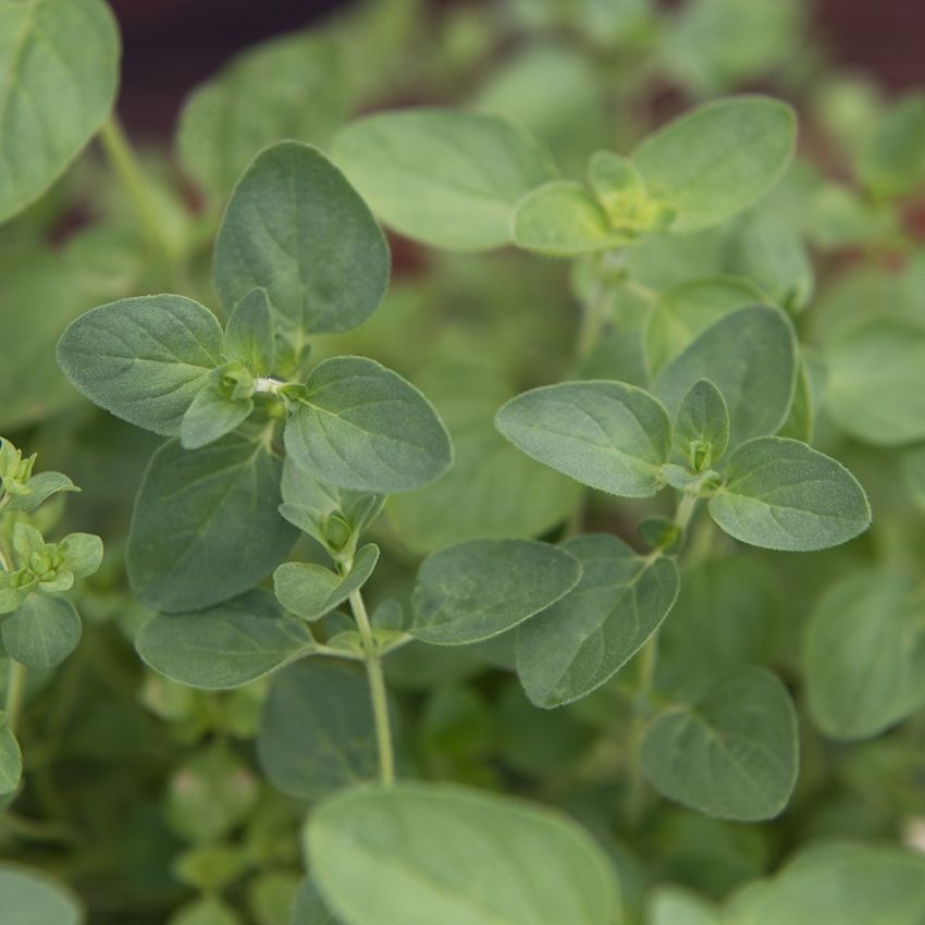 'Griechischer' Oregano