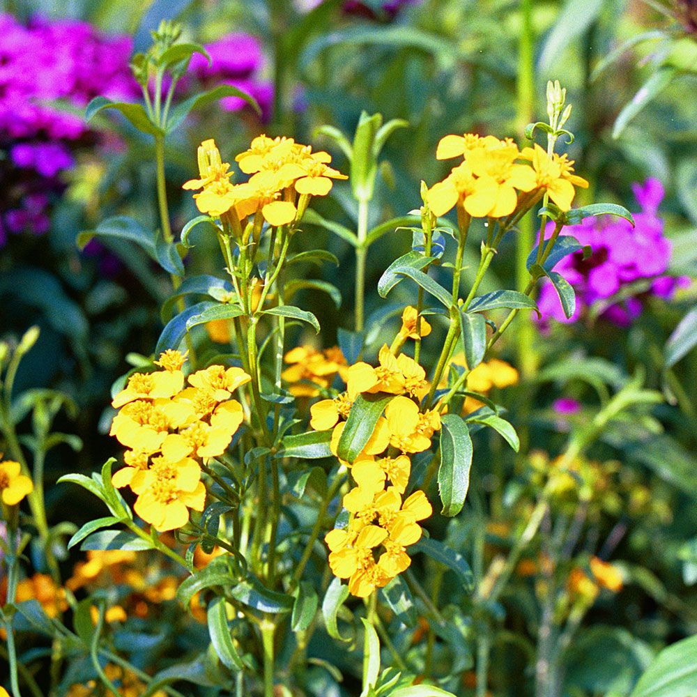 Duft-Tagetes