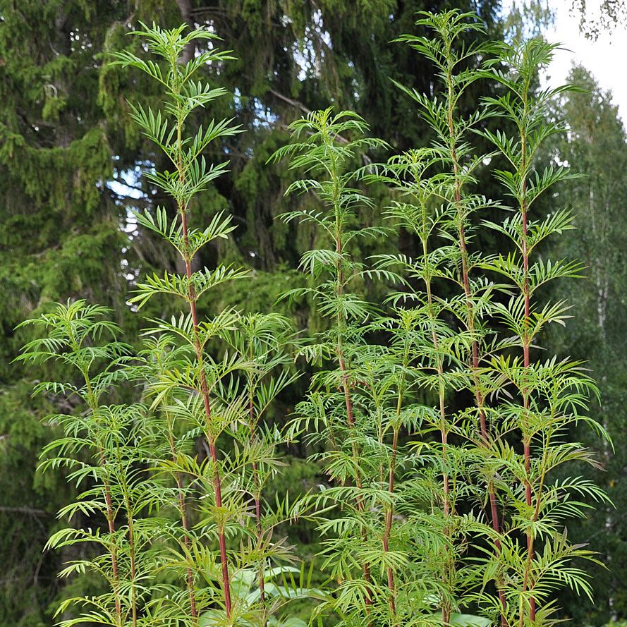 Mexikanische Gewürztagetes