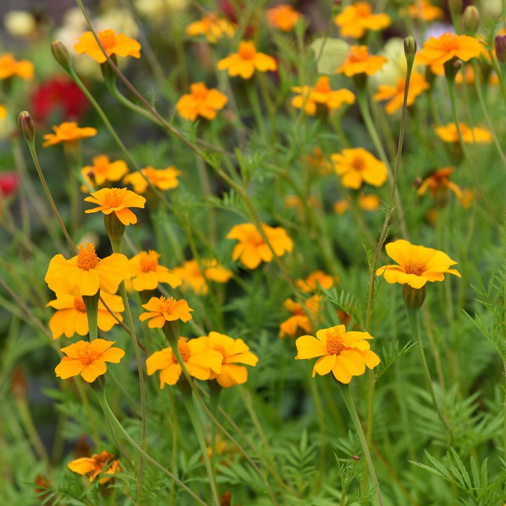 Studentenblume 'Ground Control'