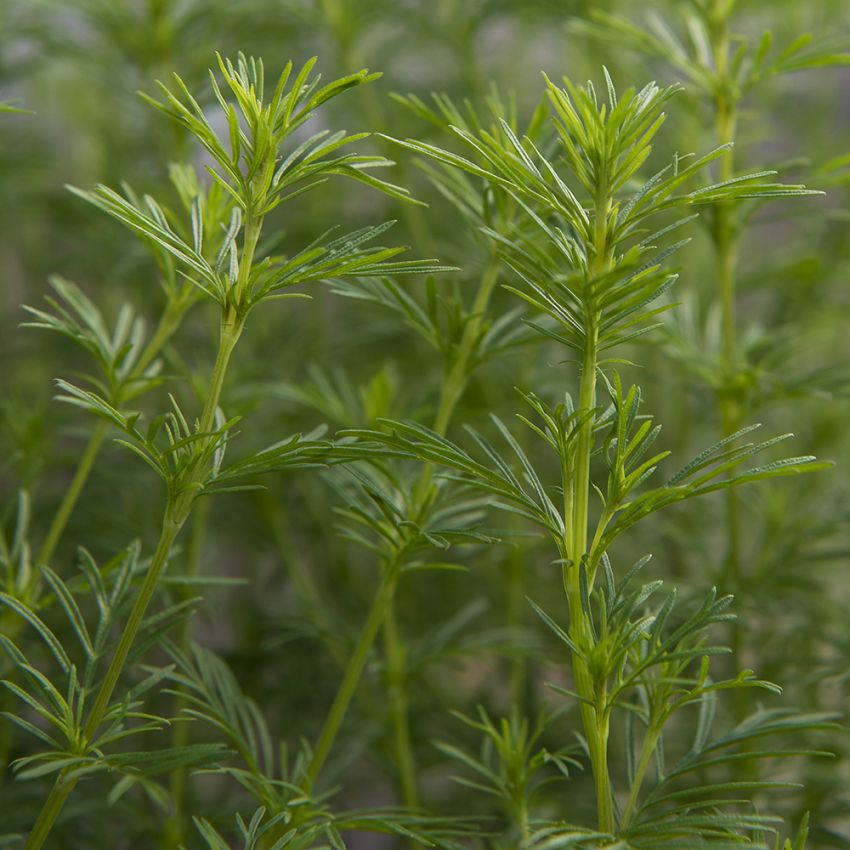 Lakritz-Tagetes 'Dropshot'