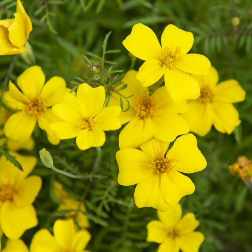 Studentenblume 'Signet Lemon'