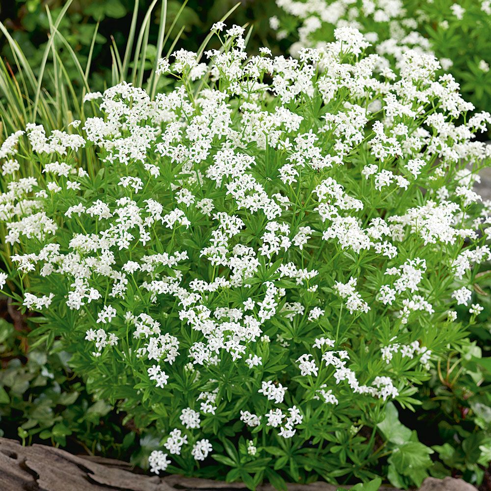 Waldmeister