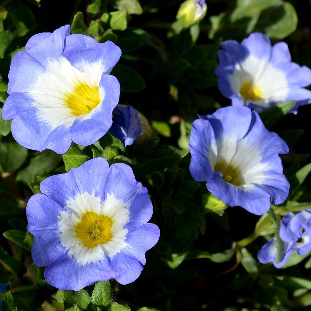 Glockenwinde 'Blue Bird'