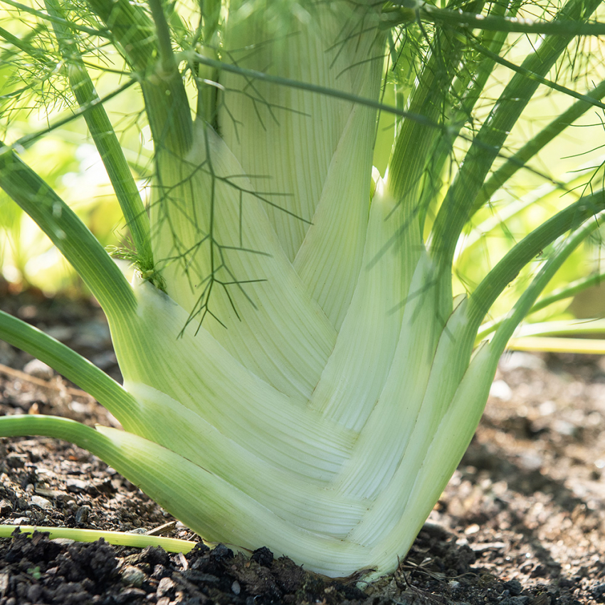 Knollenfenchel 'Finale'