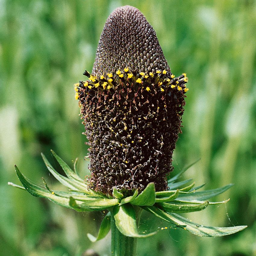 Westlicher Sonnenhut 'Green Wizzard'