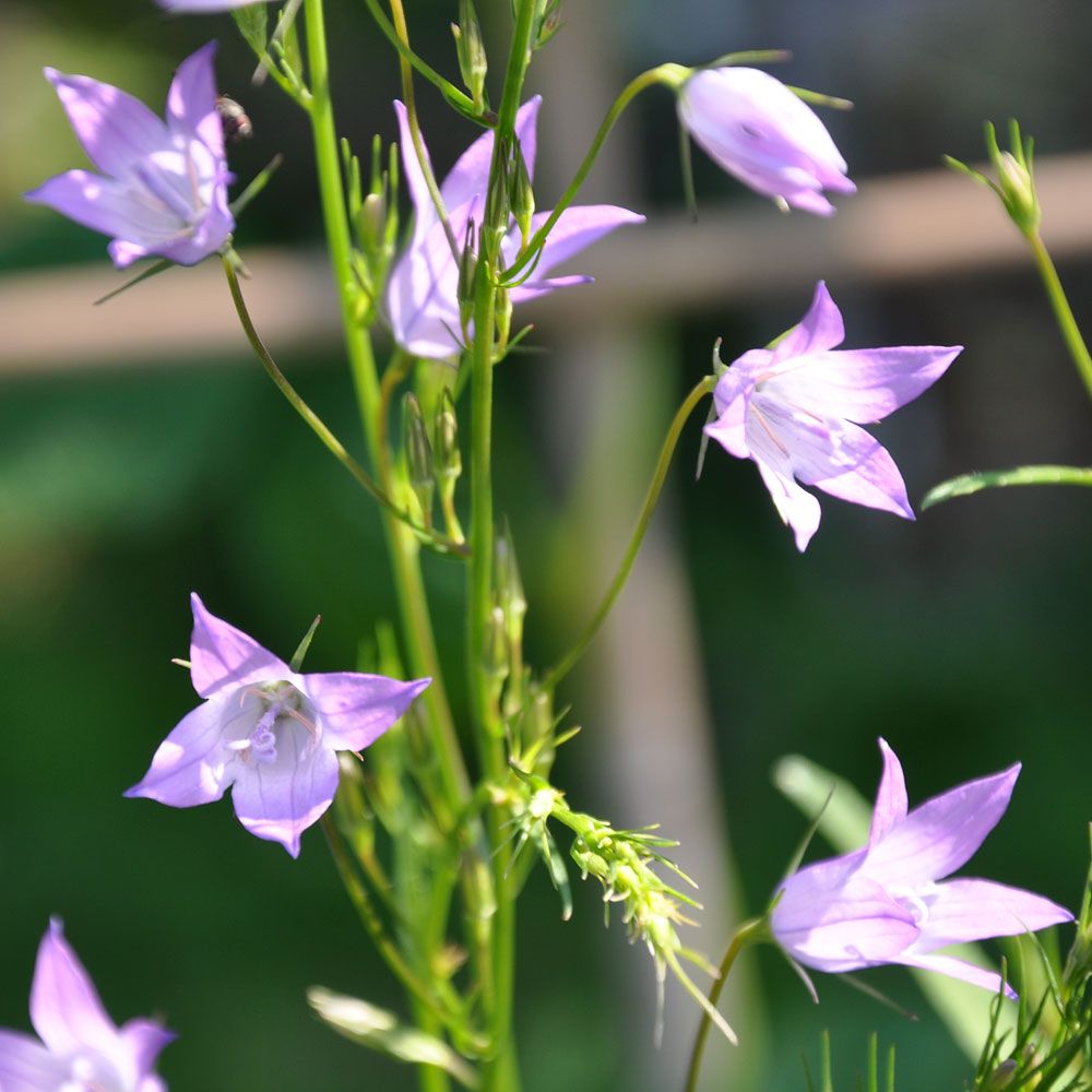 Rapunzel-Glockenblume