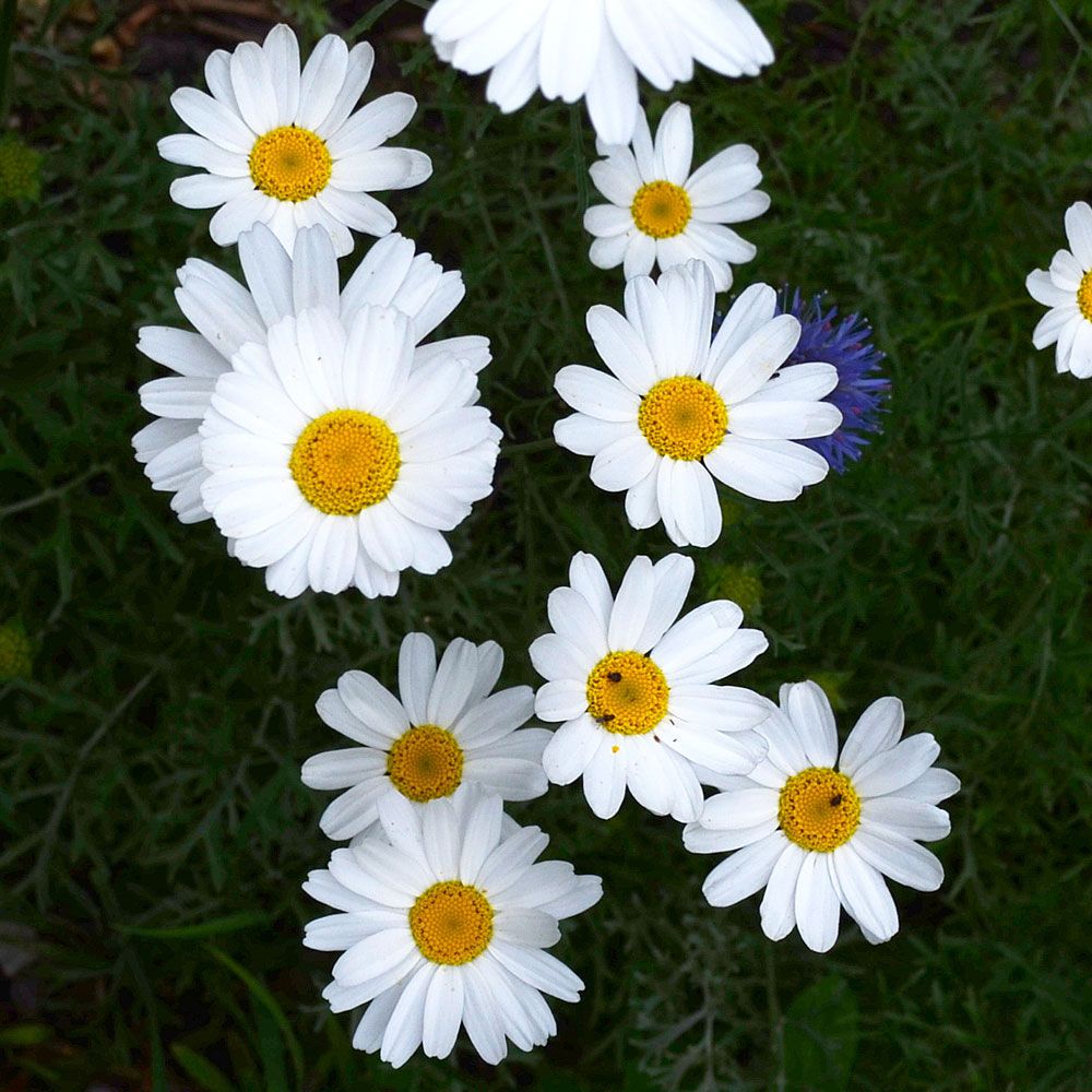 Dalmatiner Insektenblume