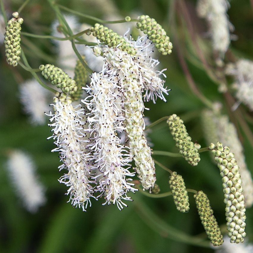 Weißer Wiesenknopf 'Alba'