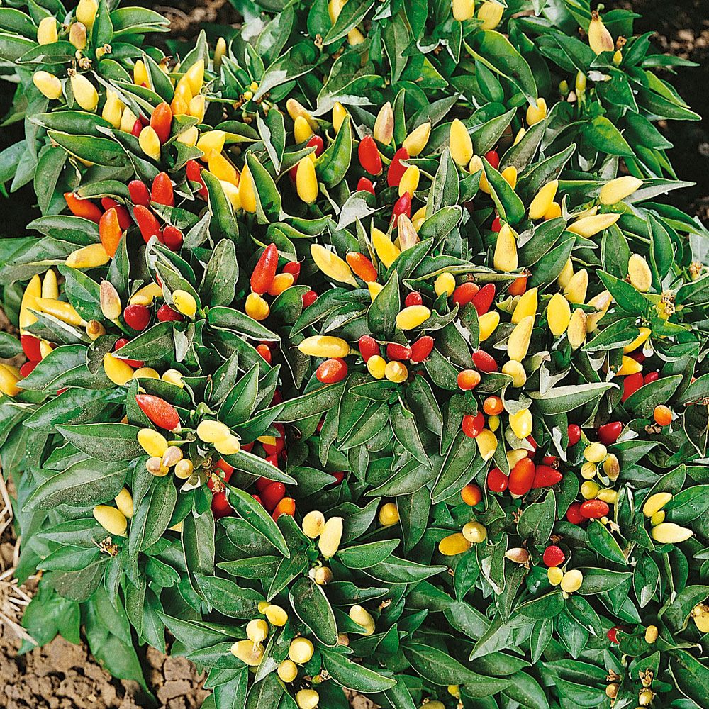 Chili 'Tabasco'