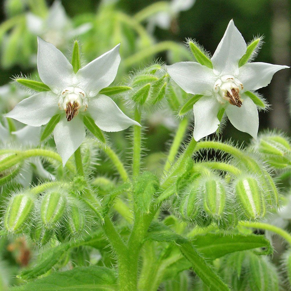 Borretsch 'Bianca'