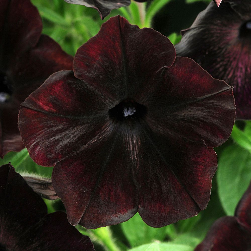 Petunie ‘Debonair Black Cherry’