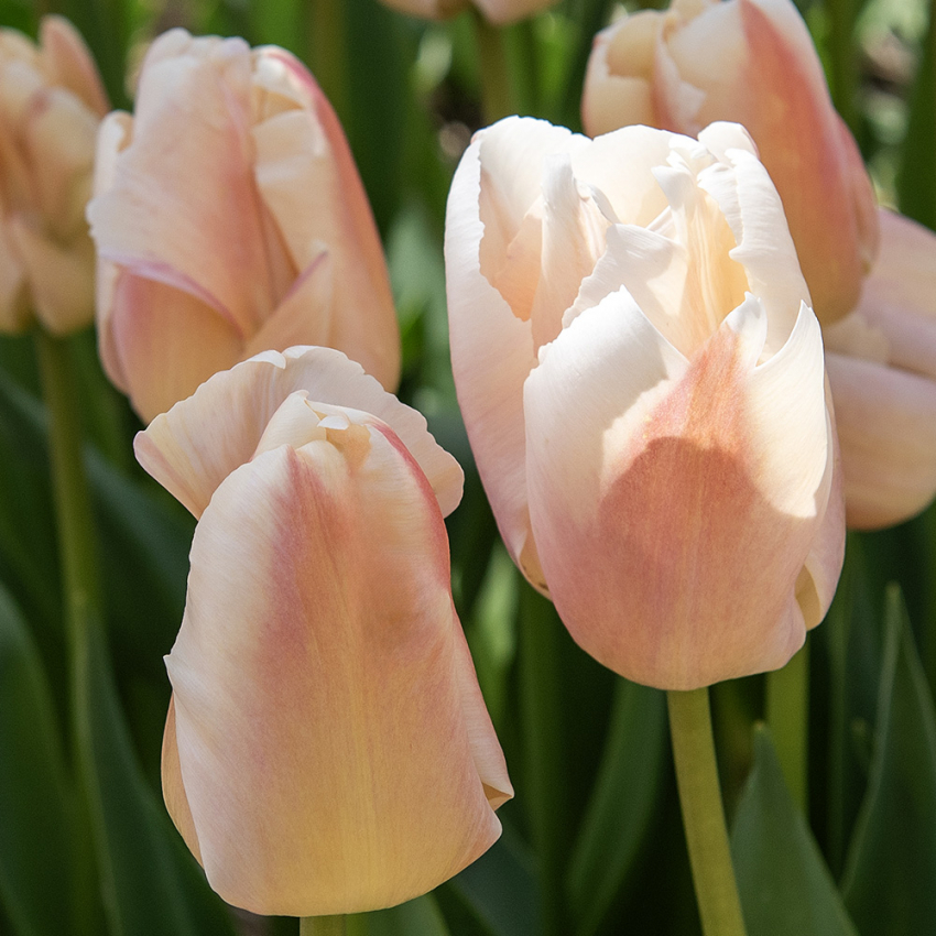  in der Gruppe Frühlingsblühende Zwiebeln & Knollen / Tulpen bei Impecta Fröhandel (465208)