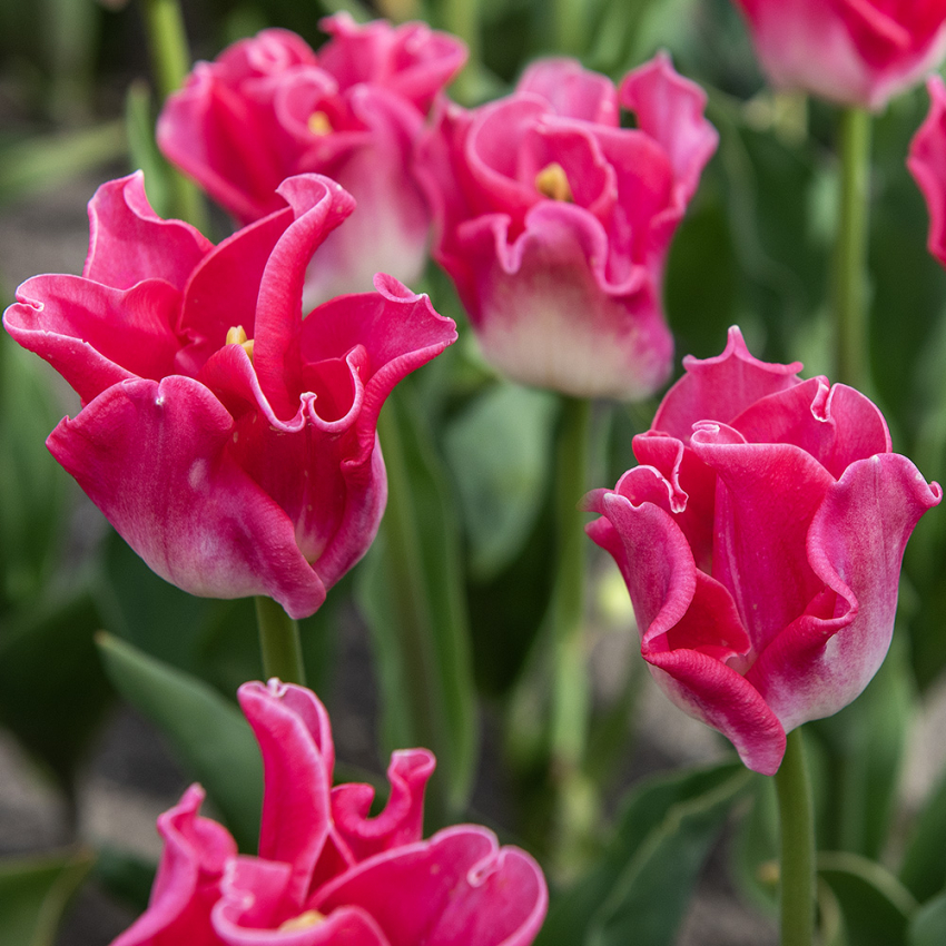  in der Gruppe Frühlingsblühende Zwiebeln & Knollen / Tulpen bei Impecta Fröhandel (465235)