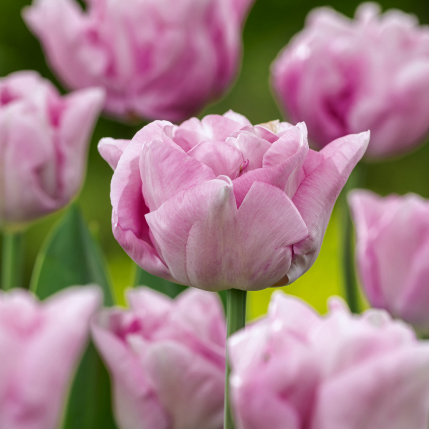  in der Gruppe Frühlingsblühende Zwiebeln & Knollen / Tulpen bei Impecta Fröhandel (465254)