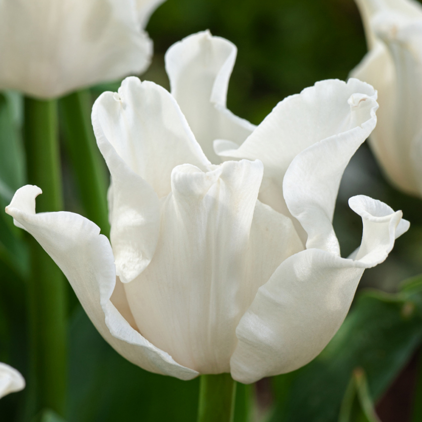  in der Gruppe Frühlingsblühende Zwiebeln & Knollen / Tulpen bei Impecta Fröhandel (465310)